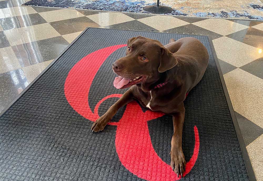 Chocolate Lab Dog