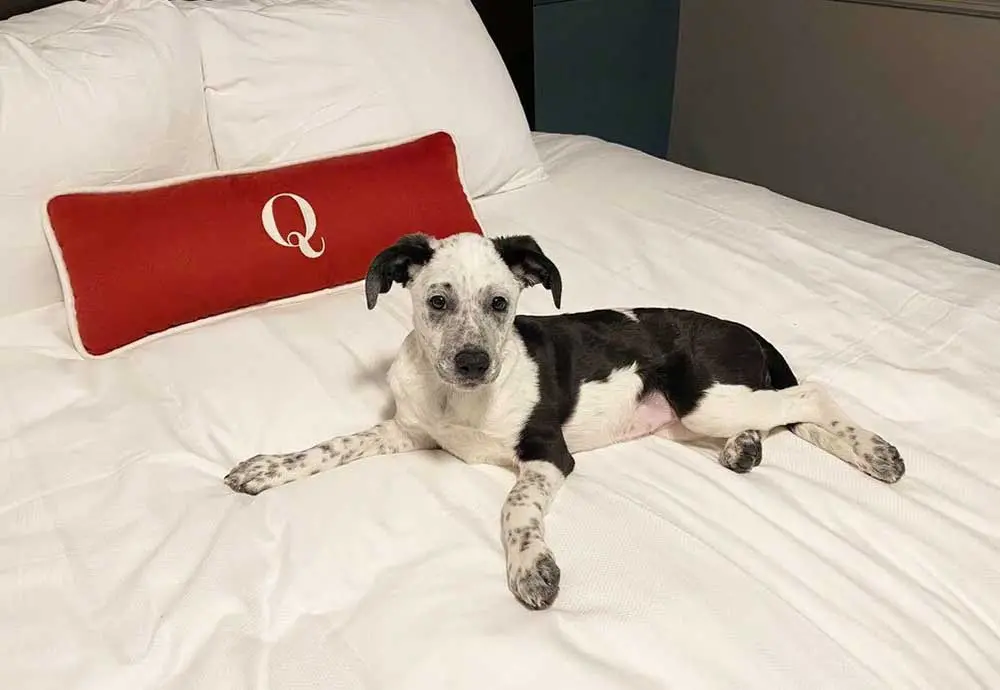 dog on bed with red pillow